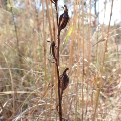 Calochilus platychilus at Cook, ACT - suppressed