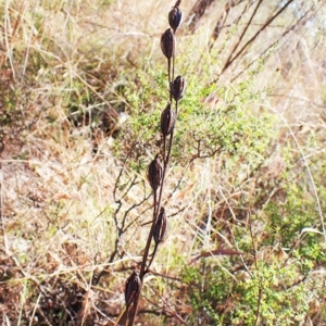 Calochilus platychilus at Cook, ACT - suppressed