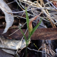 Diplodium truncatum (Little Dumpies, Brittle Greenhood) at Mount Painter - 28 Mar 2023 by CathB