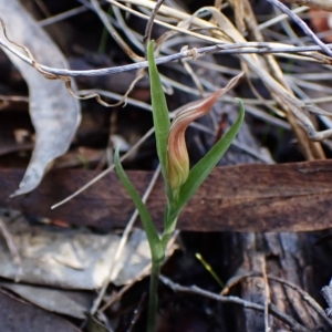 Diplodium truncatum at Cook, ACT - suppressed