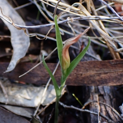 Diplodium truncatum (Little Dumpies, Brittle Greenhood) at Mount Painter - 28 Mar 2023 by CathB