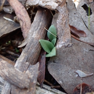 Diplodium truncatum at Cook, ACT - suppressed