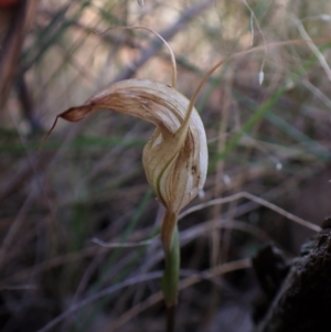 Diplodium ampliatum at Cook, ACT - 28 Mar 2023