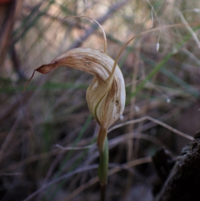 Diplodium ampliatum (Large Autumn Greenhood) at Cook, ACT - 28 Mar 2023 by CathB