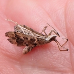 Nacoleia rhoeoalis (A Crambid moth (Spilomelinae) at Cook, ACT - 28 Mar 2023 by CathB