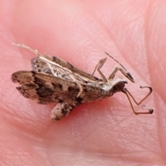 Nacoleia rhoeoalis (Spilomelinae) at Cook, ACT - 28 Mar 2023 by CathB