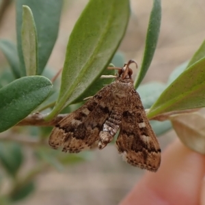 Nacoleia rhoeoalis at Cook, ACT - 28 Mar 2023 12:21 PM