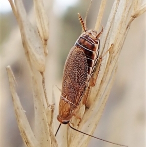 Ellipsidion australe (TBC) at suppressed by CathB