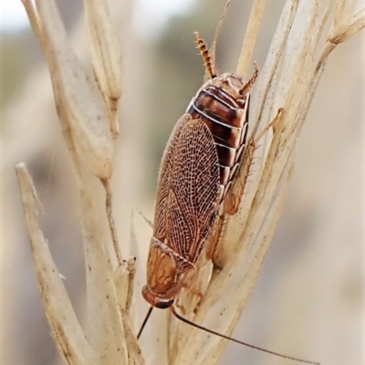 Balta spuria (A Balta Cockroach) at Cook, ACT - 28 Mar 2023 by CathB