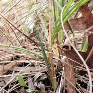 Thelymitra brevifolia at Cook, ACT - 28 Mar 2023