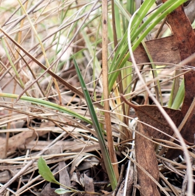 Thelymitra brevifolia (Short-leaf Sun Orchid) at Mount Painter - 28 Mar 2023 by CathB