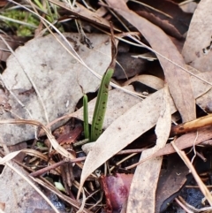 Thelymitra brevifolia at Cook, ACT - 28 Mar 2023