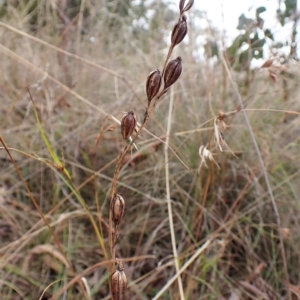 Thelymitra brevifolia at Cook, ACT - 28 Mar 2023