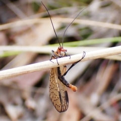 Chorista australis (Autumn scorpion fly) at Mount Painter - 28 Mar 2023 by CathB