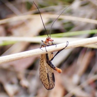 Chorista australis (Autumn scorpion fly) at Mount Painter - 28 Mar 2023 by CathB