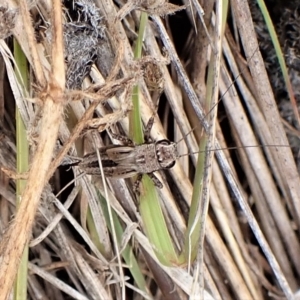 Unidentified Cricket (Orthoptera, several families) (TBC) at suppressed by CathB