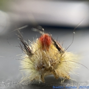 Trichiocercus sparshalli at Watson, ACT - 24 Mar 2023 02:46 PM