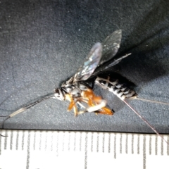Ichneumonidae (family) (Unidentified ichneumon wasp) at Watson Green Space - 24 Mar 2023 by Hejor1