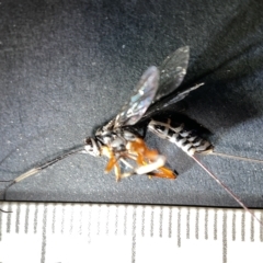 Ichneumonidae (family) (Unidentified ichneumon wasp) at Watson, ACT - 24 Mar 2023 by Hejor1