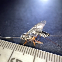 Ichneumonidae (family) at Watson, ACT - 24 Mar 2023 02:49 PM