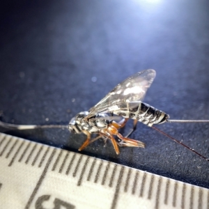 Ichneumonidae (family) at Watson, ACT - 24 Mar 2023 02:49 PM