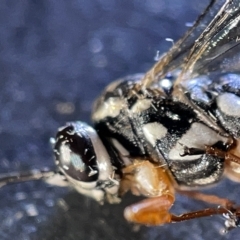 Ichneumonidae (family) at Watson, ACT - 24 Mar 2023