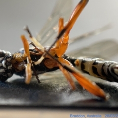 Ichneumonidae (family) at Watson, ACT - 24 Mar 2023