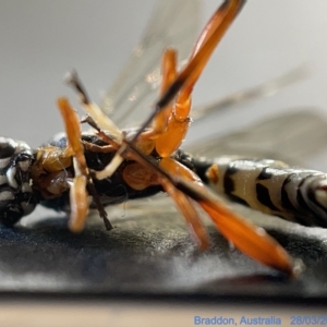 Ichneumonidae (family) at Watson, ACT - 24 Mar 2023 02:49 PM