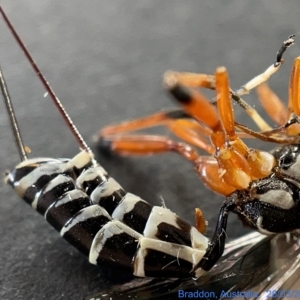 Ichneumonidae (family) at Watson, ACT - 24 Mar 2023