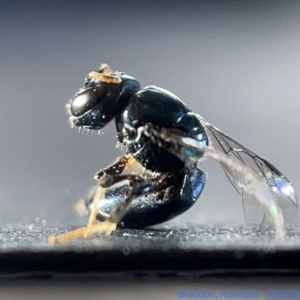 Pteromalidae (family) (TBC) at suppressed by Hejor1