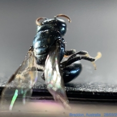 Pachyprosopis (Pachyprosopis) haematostoma at Watson, ACT - 24 Mar 2023