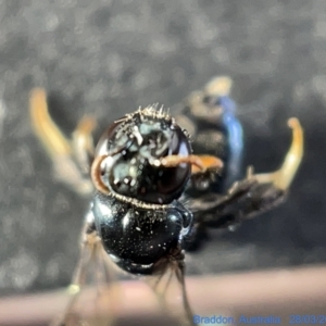 Pachyprosopis (Pachyprosopis) haematostoma at Watson, ACT - 24 Mar 2023