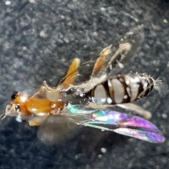 Ichneumonidae (family) (Unidentified ichneumon wasp) at Watson Green Space - 24 Mar 2023 by Hejor1