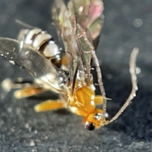 Ichneumonidae (family) at Watson, ACT - 24 Mar 2023