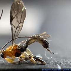 Ichneumonidae (family) at Watson, ACT - 24 Mar 2023