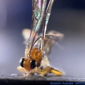 Ichneumonidae (family) at Watson, ACT - 24 Mar 2023