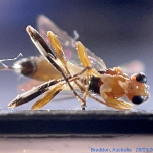 Ichneumonidae (family) at Watson, ACT - 24 Mar 2023