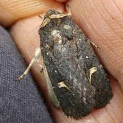 Proteuxoa testaceicollis (Tawny-coloured Noctuid) at Charleys Forest, NSW - 28 Mar 2023 by arjay