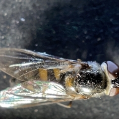 Melangyna viridiceps (Hover fly) at Watson Green Space - 24 Mar 2023 by Hejor1