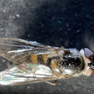 Syrphidae sp. (family) (Unidentified Hover fly) at Watson, ACT by Hejor1