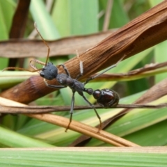 Myrmecia simillima (A Bull Ant) at Charleys Forest, NSW - 28 Mar 2023 by arjay