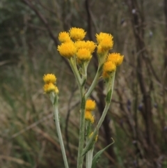 Chrysocephalum apiculatum (Common Everlasting) at Bruce Ridge to Gossan Hill - 30 Oct 2022 by michaelb