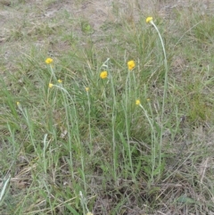 Chrysocephalum apiculatum at Bruce, ACT - 30 Oct 2022 02:38 PM