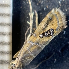 Glyphipterix iometalla (A Sedge moth) at Watson Green Space - 24 Mar 2023 by Hejor1