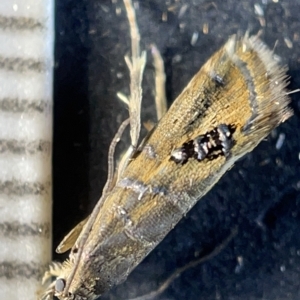 Lepidoptera unclassified ADULT moth (TBC) at suppressed by Hejor1