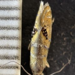 Glyphipterix iometalla at Watson, ACT - 24 Mar 2023