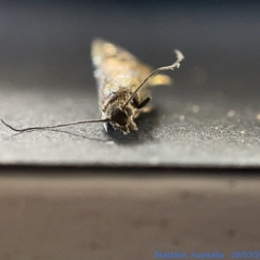 Glyphipterix iometalla at Watson, ACT - 24 Mar 2023