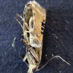 Glyphipterix iometalla at Watson, ACT - 24 Mar 2023