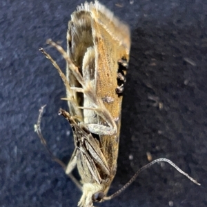 Glyphipterix iometalla at Watson, ACT - 24 Mar 2023 03:02 PM