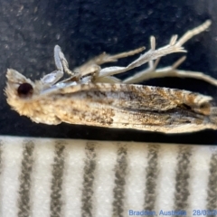Crocidosema plebejana (Cotton Tipworm Moth) at Watson Green Space - 24 Mar 2023 by Hejor1